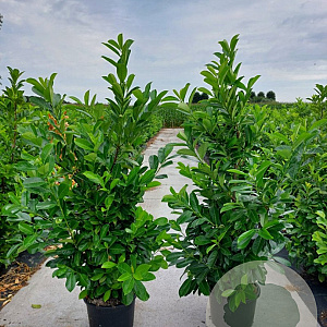 Prunus I. 'Rotundifolia' 150-175 cm 25L