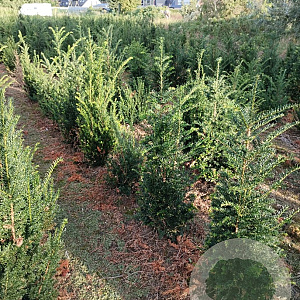Taxus baccata 100-125 cm met kluit