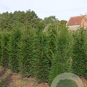 Taxus baccata 100-125 cm met kluit