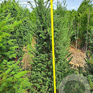 Taxus baccata 100-125 cm met kluit