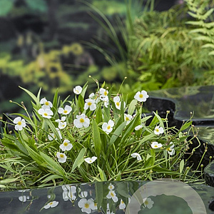 Baldellia ranunculoides GM plug