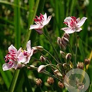 Butomus umbellatus GM P9