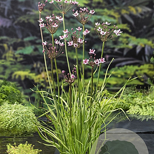 Butomus umbellatus GM plug