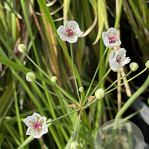 Butomus umbel. 'Schneeweisschen' GM plug