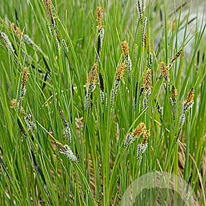 Carex nigra GM P9