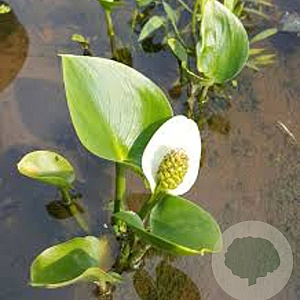 Calla palustris GM M23
