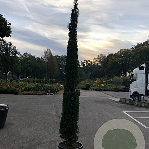 Cupressus semp. 'Pyramidalis' 200-250 cm 20L