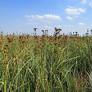 Cladium mariscus GM M23