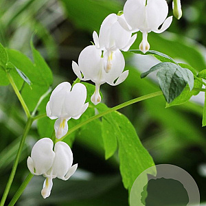 Dicentra 'Coldham' GM M23
