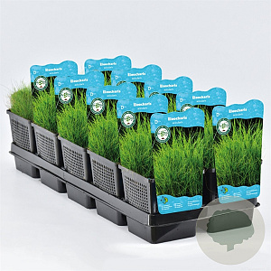 Eleocharis acicularis GM M19