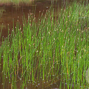 Eleocharis palustris GM M19