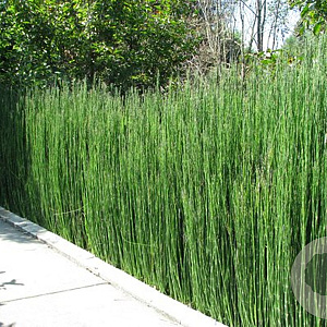Equisetum hyemale robustum GM plug