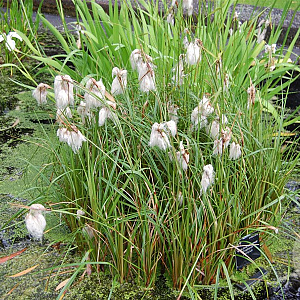 Eriophorum latifolium GM M19