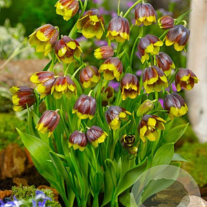 Fritillaria 'Michailovsky' GM P9