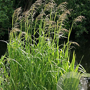 Glyceria maxima GM plug