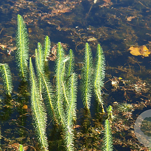 Hippuris vulgaris GM P9