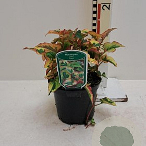 Houttuynia cordata 'Chameleon' GM M23