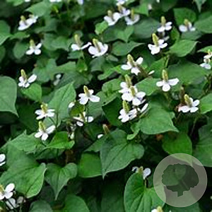 Houttuynia cordata GM plug