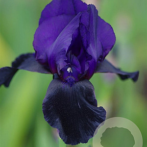 Iris (G) 'Black' GM plug