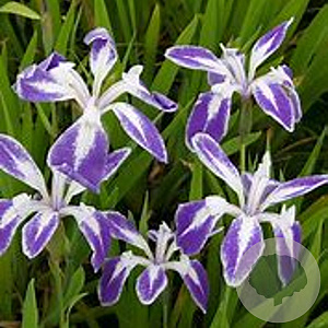 Iris laevigata 'Mottled Beauty' GM plug