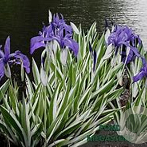 Iris laevigata 'Variegata' GM plug