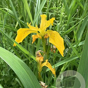 Iris louisiana 'Yellow' GM M23