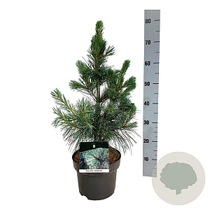 Pinus monticola 'Ammerland' 40-50 cm P21