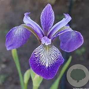 Iris versicolor GM M23