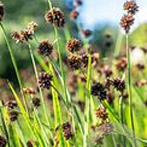 Juncus ensifolius GM M19