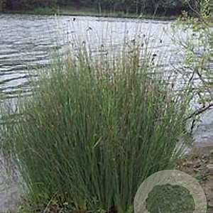 Juncus inflexus GM plug