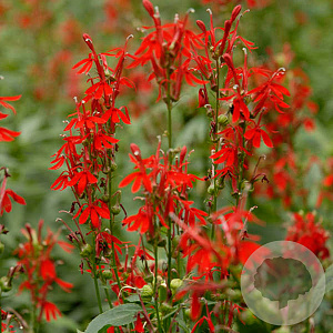Lobelia cardinalis 'Double Red' GM M19