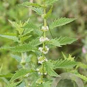 Lycopus europaeus GM P9