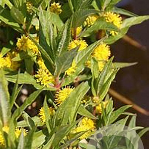 Lysimachia thyrsiflora GM M23