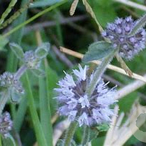 Mentha pulegium GM plug