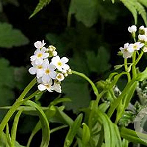 Myosotis palustris 'Alba' GM plug