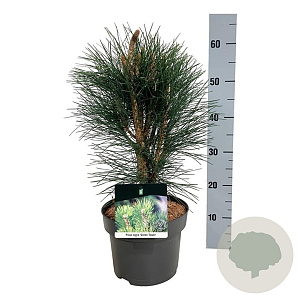 Pinus nigra 'Green Tower' 40-50 cm P21