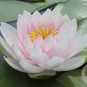 Nymphaea 'Hollandia' GM M23