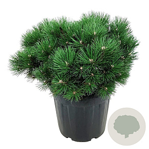 Pinus nigra 'Hornibrookiana' 100-125 cm cont. 110L breed