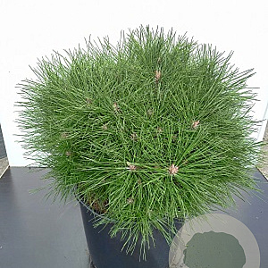 Pinus nigra 'Pierrick Bregeon' 80-90 cm cont. 80L breed