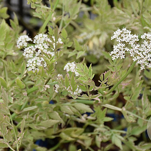 Oenanthe aquatica 'Variegatus' GM plug