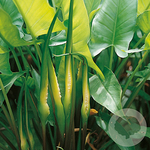 Peltandra virginica GM plug