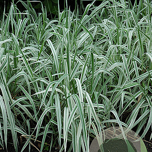 Phalaris variegata picta GM M23