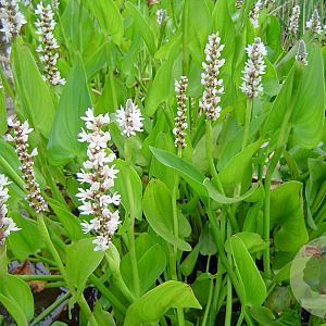 Pontederia cordata 'Alba' GM plug