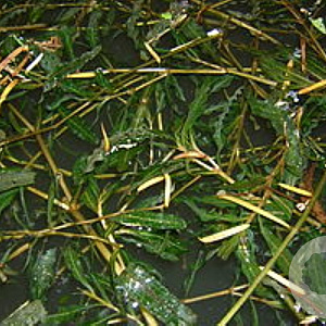 Potamogeton crispus GM M19