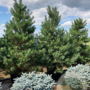 Pinus sylvestris 200-250 cm cont. 180L