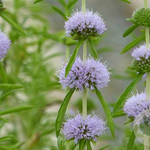 Preslia cervina GM P9