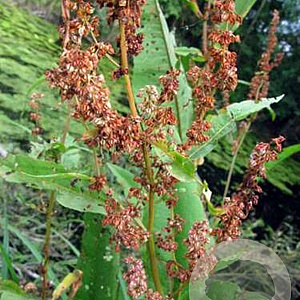 Rumex hydrolapathum GM plug