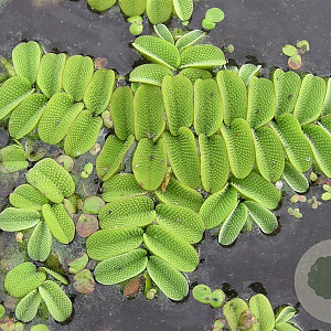 Salvinia natans GM plug