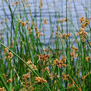 Scirpus lacustris Gemengd GM M23