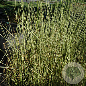 Schoenoplectus lac. 'Albescens' GM plug